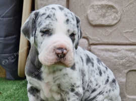 Stunning Pedigree home reared babies