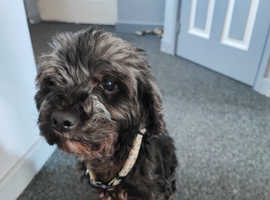 5yr old Bella needs new home urgently