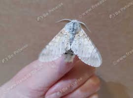 Puss moth caterpillars