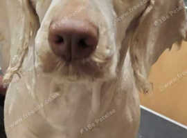 Clumber spaniel