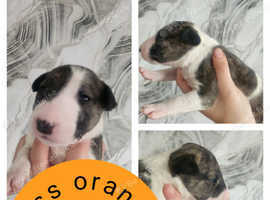 English bullterrier puppys