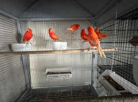 Red factor Canaries for sale no offer