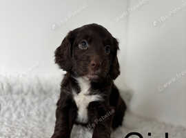 6 lovely Cockapoo puppies