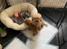 2 poodle dog puppies