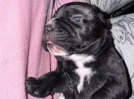 Staffy puppy