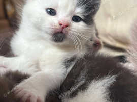 Scottish Fold x British Shorthair Male kitten