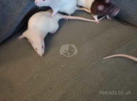 Hi I've got 8 babies available if your still interested in rats there 5weeks old 5 male 3 female
