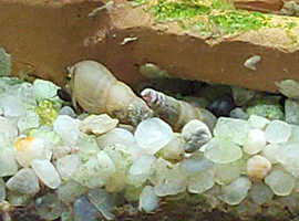 Trumpet snails
