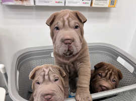 KC Reg Shar Pei puppies - ready to leave on 3rd