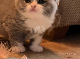 Adorable British Shorthair Kittens!!
