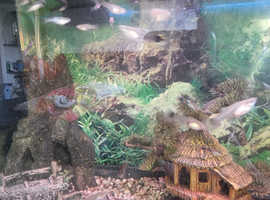 Guppies assorted for sale