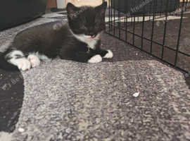 4 black and white kittens