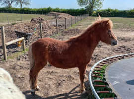 Falabella X curly gelding