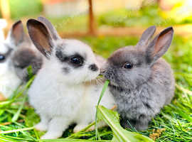 Baby Rabbits