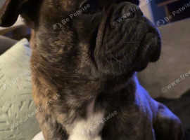 Hugo 3 year old frenchie x pug