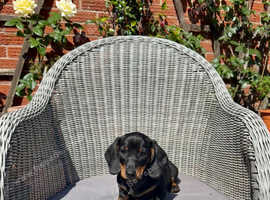 Gorgeous Pedigree mini / midi Dachshunds - Lancashire - available from 29th April