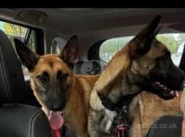 Stunning 12 month only Belgian malinois sisters