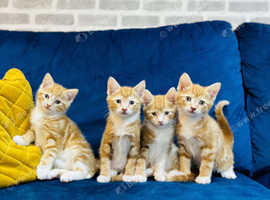 Stunning Angora Ginger Kittens in High Wycombe HP12 on Freeads ...