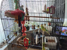 Pair of budgies looking for an aviary home