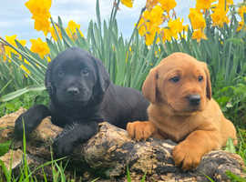 Beautiful litter of labrador puppies.
