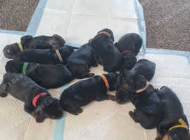 Beautiful chunky rottweiler puppies