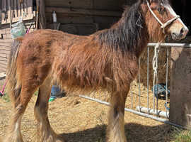 Harry the gorgeous 8 month old colt