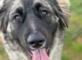 Bitch Caucasian cross German shepherd