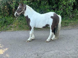Cob gelding