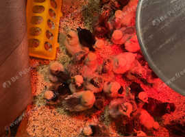 Frizzle and smooth polish chicks