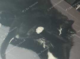 2 Kittens £60 each