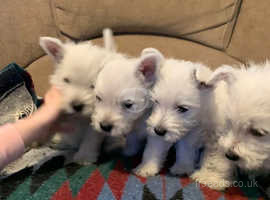 FIVE WEST HIGHLAND TERRIER PUPPIES (11 WEEKS OLD)