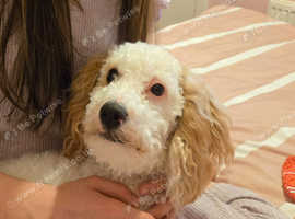 Beautiful loving cavapoo 11 mth old