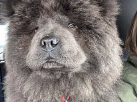 Blue chow 2025 for sale