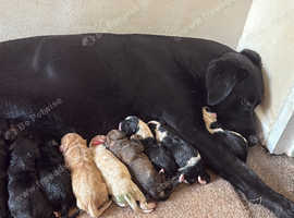 Cocker spaniel/Labrador x puppies