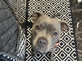 Blue Staffie puppies.