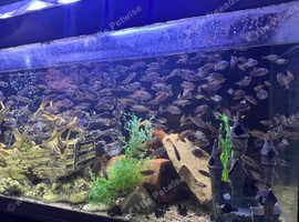 Assorted Lake Malawi Cichlids