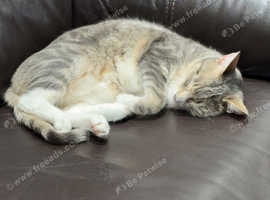 Male tabby cat