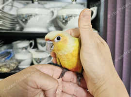 Beautiful tame Baby Conure