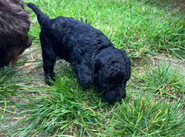 Cockapoo puppies