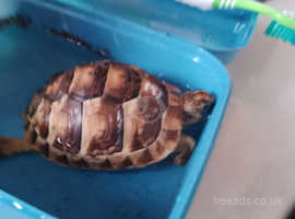 Baby tortoise for rehome