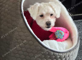 For sale shihchons