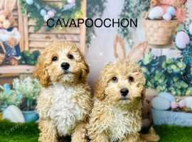 Stunning Cavapoochon