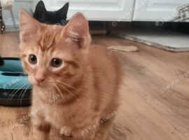 Ginger Boy in Llanelli SA15 on Freeads Classifieds - Mixed Breed ...