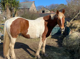 15.hh Skewbald gelding lightweight Cob X
