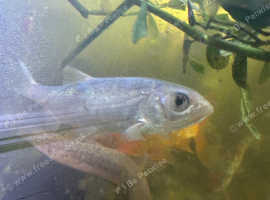 Blue orfee fish