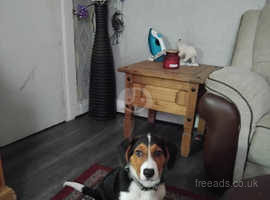Bordie Beagle available for rehoming