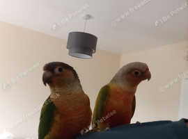 Pineapple conure breeding pair