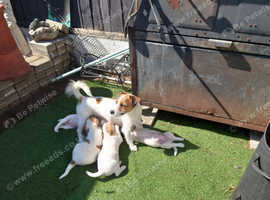 1 beautiful jack russell girl left