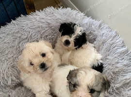 1 girl(white) and 3 boy shizpoos for sale norwich