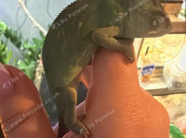 6 month old female veiled chameleon with setup